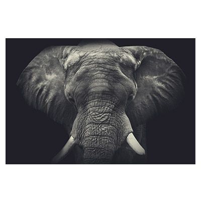 Elefant Wandbild