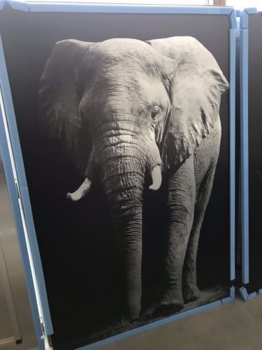 Elefant Wandbild