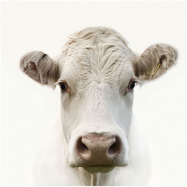 Moo! 120x120x2cm Dibond