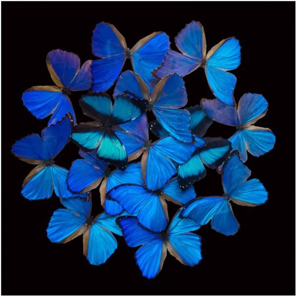 Blue Butterfly Explosion 120x120x2cm Dibond gloss