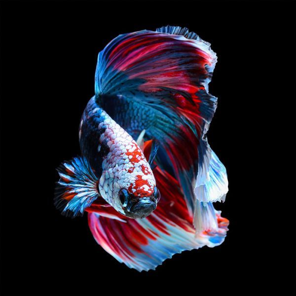 Betta Fish. Siamese Fighting 100x100x2cm Dibond