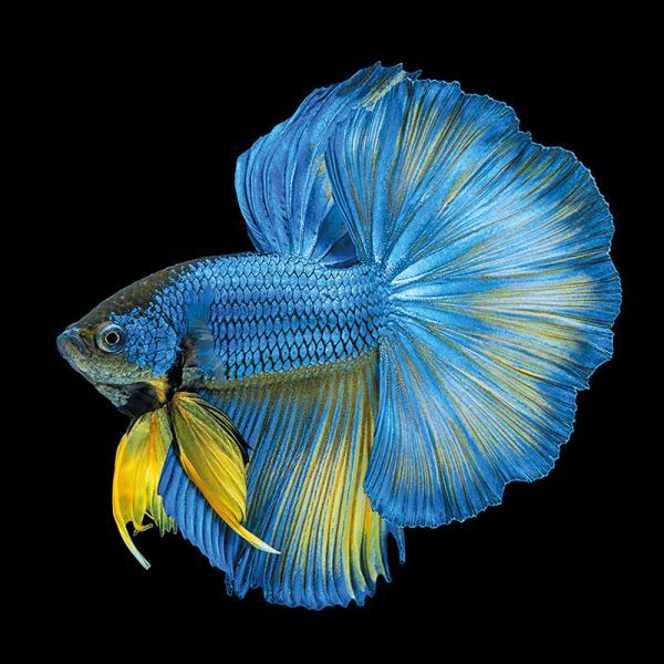 Blue Yellow Long Tail Isolated 100x100x2cm Dibond